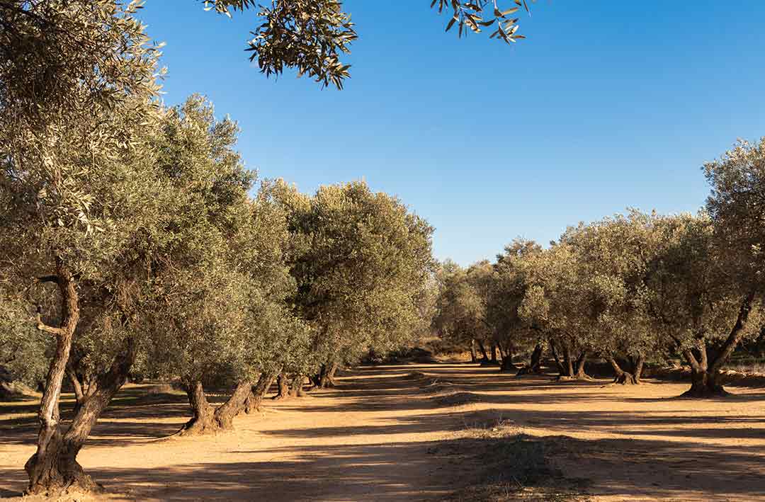 Belchite gastronomy