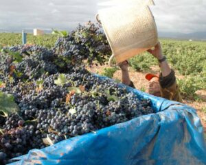 Excursion a una bodega de vinos y Fuendetodos