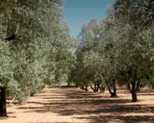 Tour de aceite de oliva y visita a belchite viejo