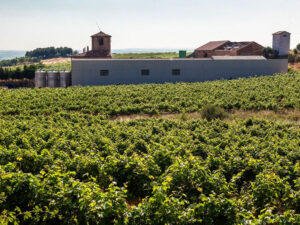 Excursión de medio día a una almazara y tour a una bodega de vino