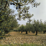 Tour excursion Half-day Olive Oil and Wine Tour