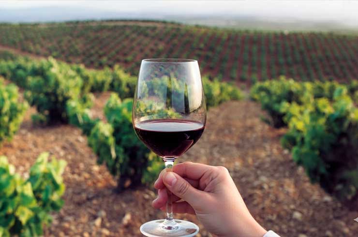 Copa de vino tinto con vistas a los viñedos de la D.O. Cariñena