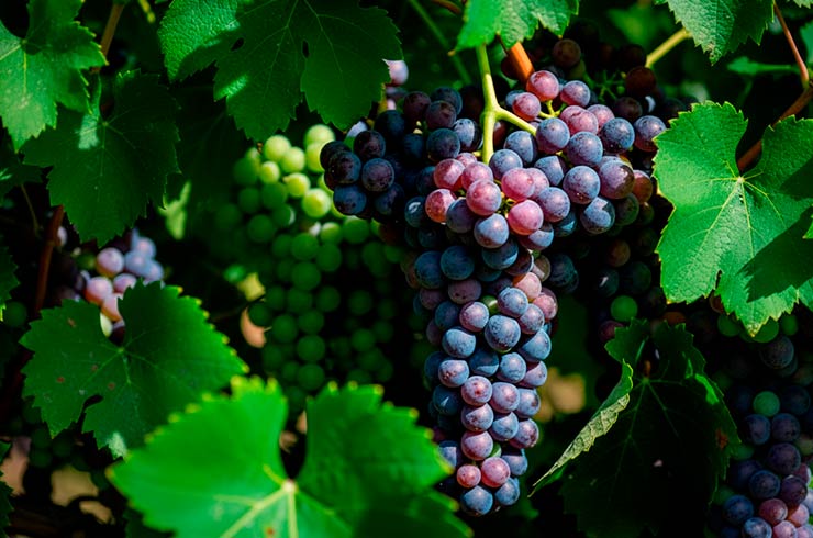 grape cluster vineyards do carinena