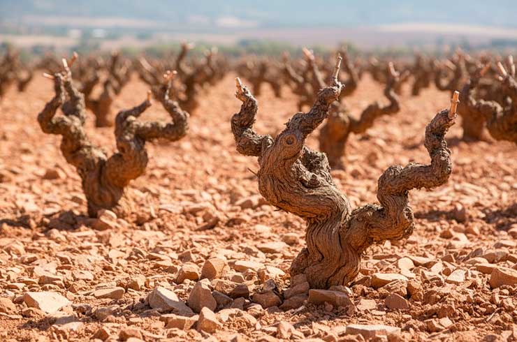 Suelo pedregoso característico del terroir de la D.O. Cariñena