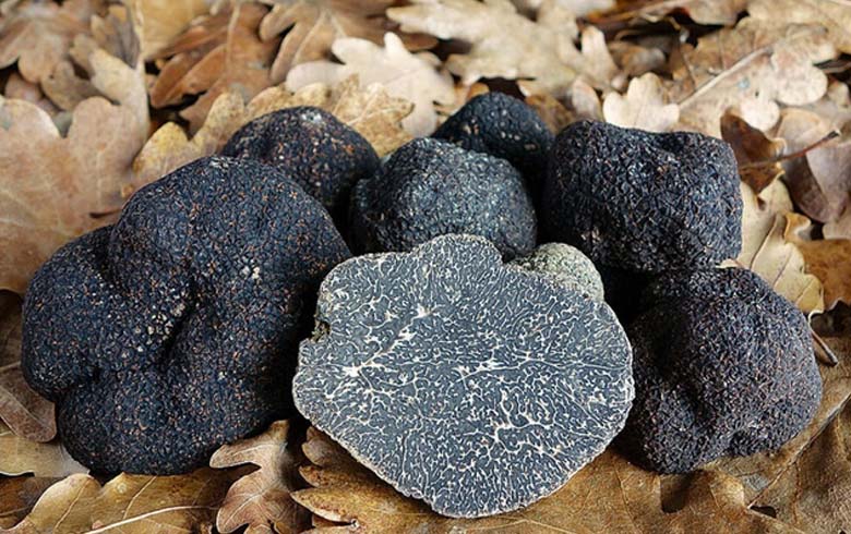 tour de trufa en Aragon