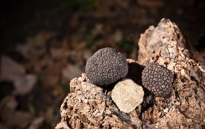 tour of truffle in Aragon