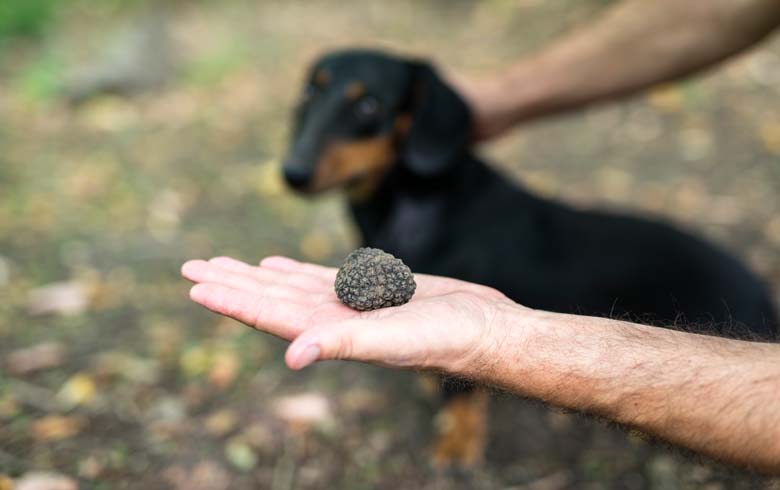 tour of truffle in Aragon