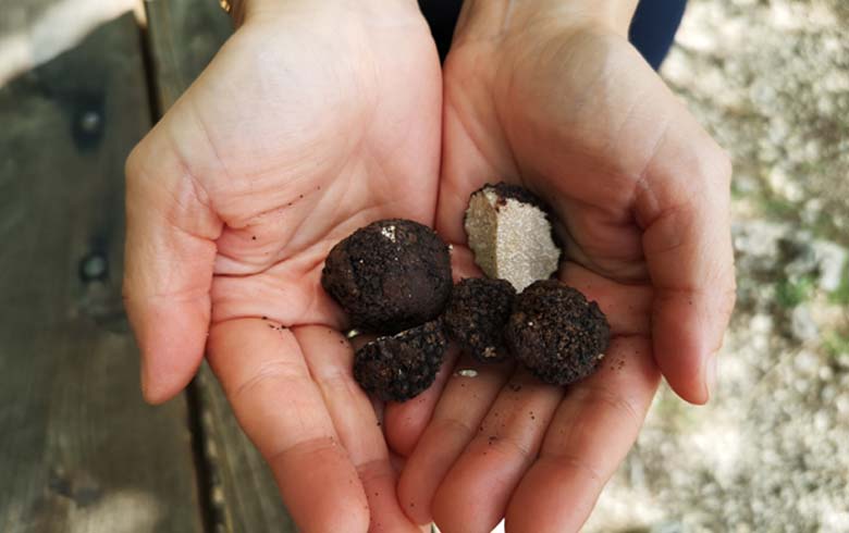 tour of truffle in Aragon