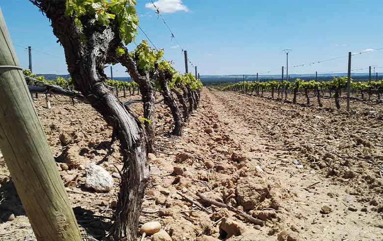 Old vine Garnacha vineyards in Aragón Spain