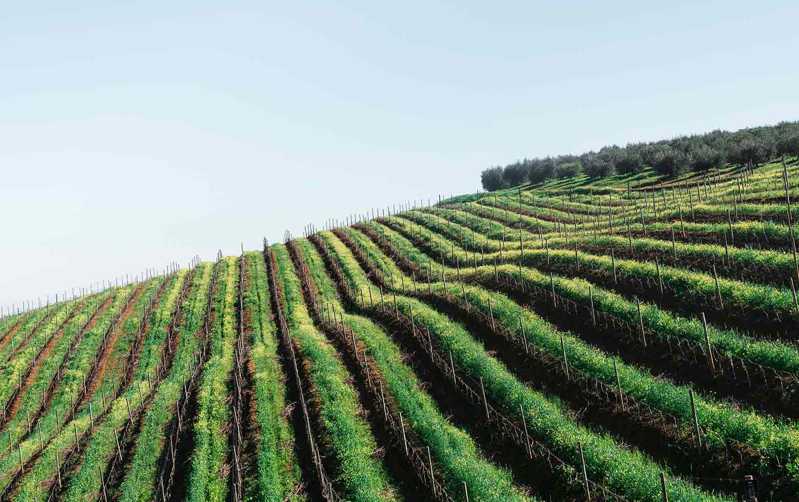 Terraced vineyards in Priorat wine region Spain