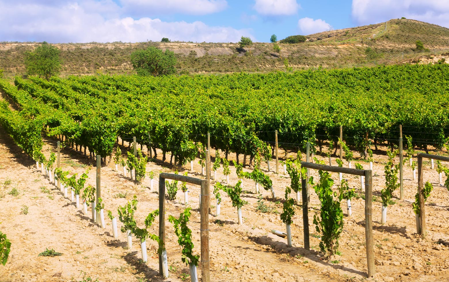 Vineyards in Rioja wine region in Spain