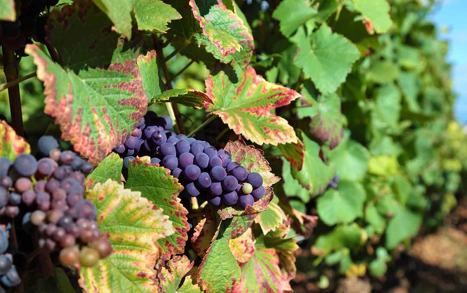 viñedos ribera del duero region vino espana