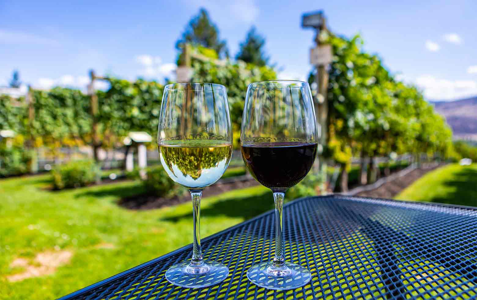 Wine tasting experience in vineyard landscape in Spain